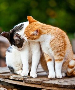 Cat Lovers